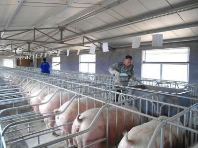 国产猪场建设视频直播,揭秘现代化养殖奥秘